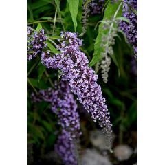 Budleja Dawida 'Wisteria Lane'